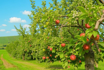Муравьи не подойдут к яблоням: садоводам рассказали, чем нужно обрабатывать дерево